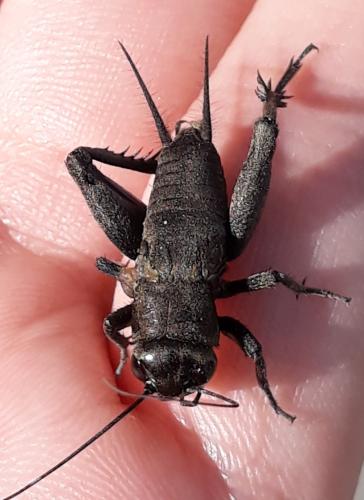 Réf. 294 390 : Gryllinae inconnu
